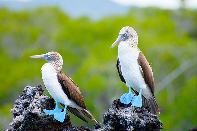 North Seymour Island